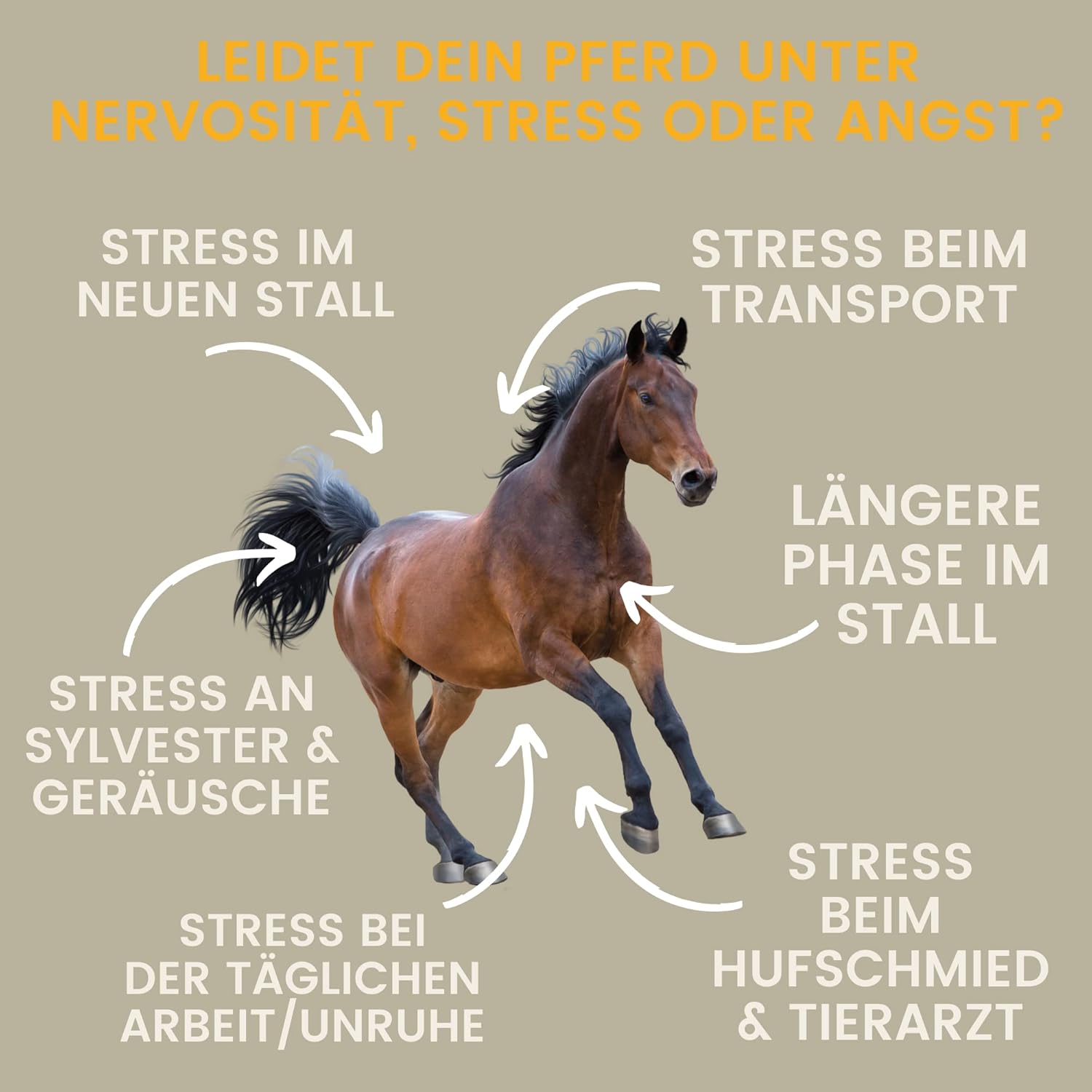Magnesium Komplex mit B6 & Zink – Magnesium Horse with Tryptophan Vitamin B12 Liquid 1L Additional Food Calm Anti Stress - Horse Relax I Magnesium Complex for Relaxation Soothing Nerves Horse I Like Horses Relax for Anxiety Transport – Bild 9