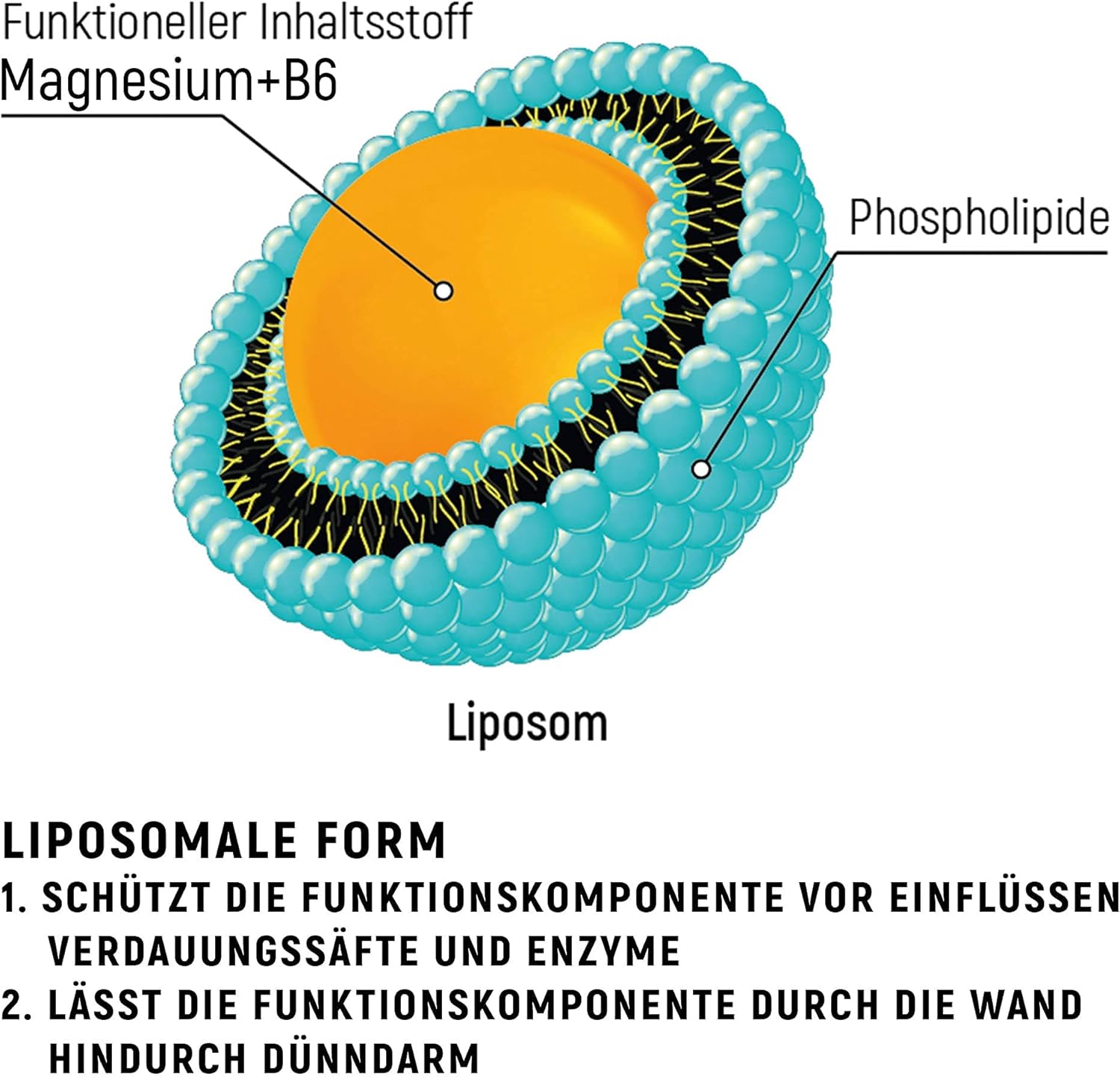 Magnesium Komplex mit B6 & Zink – Liposomal Magnesium 200 mg with Vitamin B6 20 mg High Dose Liquid, 200 ml – Bild 5