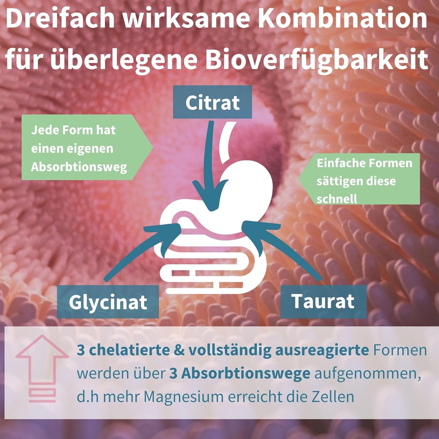 Magnesium Komplex mit B6 & Zink – Igennus Advanced Triple Magnesium Complex, Fully Reacted & Chelated Glycinate, Taurate & Citrate, Clean Label, High Bioavailability & Absorption, 180 Tablets, Vegan – Bild 3