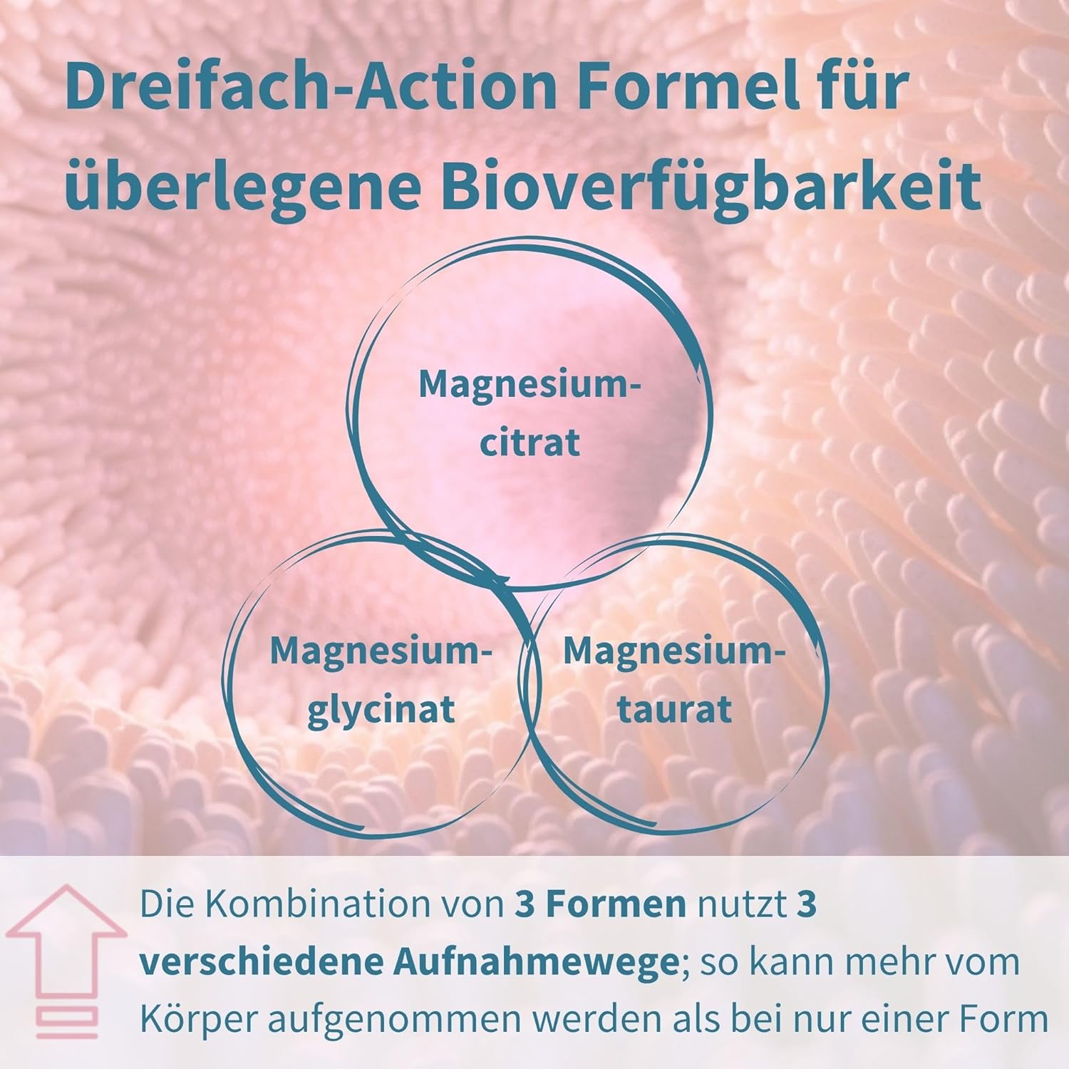 Magnesium Komplex mit B6 & Zink – Igennus Advanced Triple Magnesium Complex, Fully Reacted & Chelated Glycinate, Taurate & Citrate, Clean Label, High Bioavailability & Absorption, 180 Tablets, Vegan – Bild 5